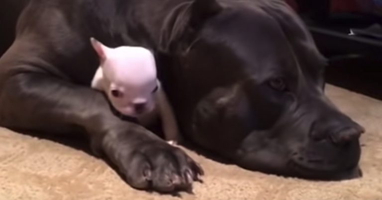 Video: Obrovský pes chráni svojho malého kamaráta tým najrozkošnejším možným spôsobom!