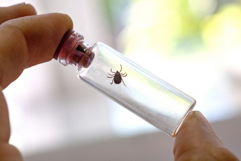 Lymská borelióza – postrach celého leta