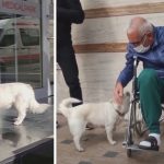 loyal-dog-waits-outside-hospital-for-owner-thumb-large