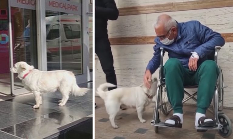 Verný pes čaká pred nemocnicou na svojho majiteľa. POZRITE SA, ČO UROBIL, KEĎ PRIŠIEL