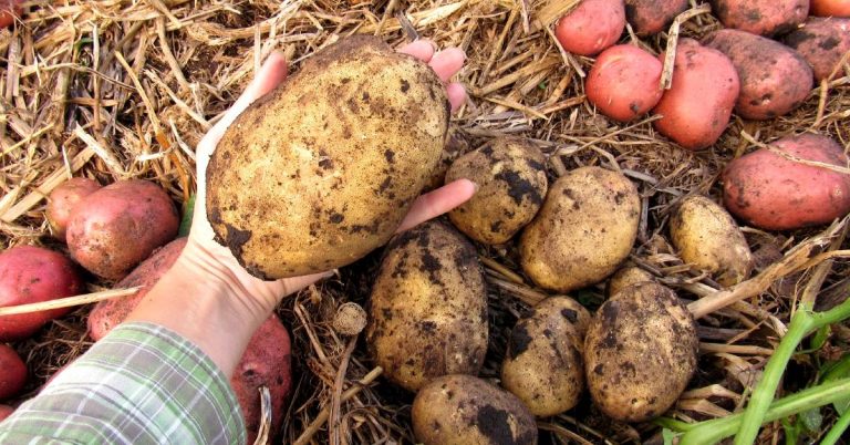 Tip: Ako pestovať zemiaky na turecký spôsob. Pripravte sa na bohatú úrodu!