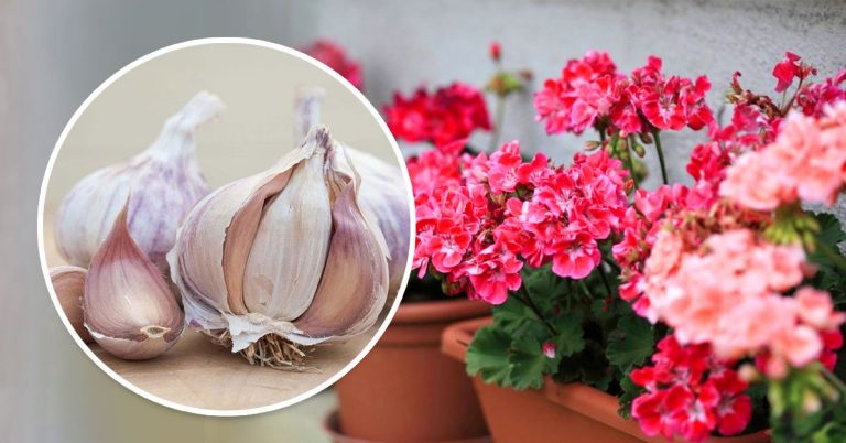 PRI PESTOVANÍ RASTLÍN doma používam vždy cesnak. TENTO TRIK OD KAMOŠKY je úžasný