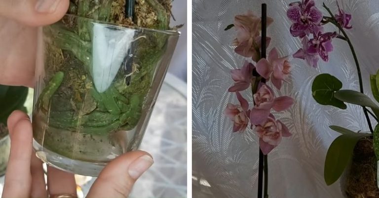 Tip: Presaďte orchideu do machu a nechajte sa prekvapiť úžasným výsledkom