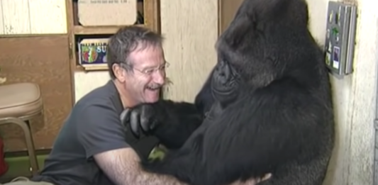 Zosnulý Robin Williams rozosmial Gorilu Koko prvýkrát po 6 mesiacoch