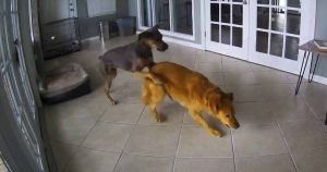 Pes sa naučil ako zastaviť záchvat iného psa. Táto nahrávka vás šokuje