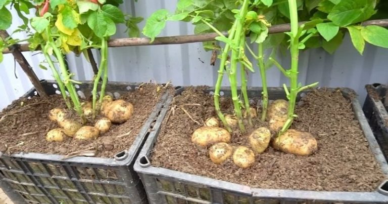 Nepotrebujete záhradu: zemiaky PESTUJEM V PLASTOVÝCH nádobách. ÚŽASNÝ NÁPAD