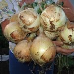 1647521537_92908bccfb1736316a19e8cd518d7710-800×600