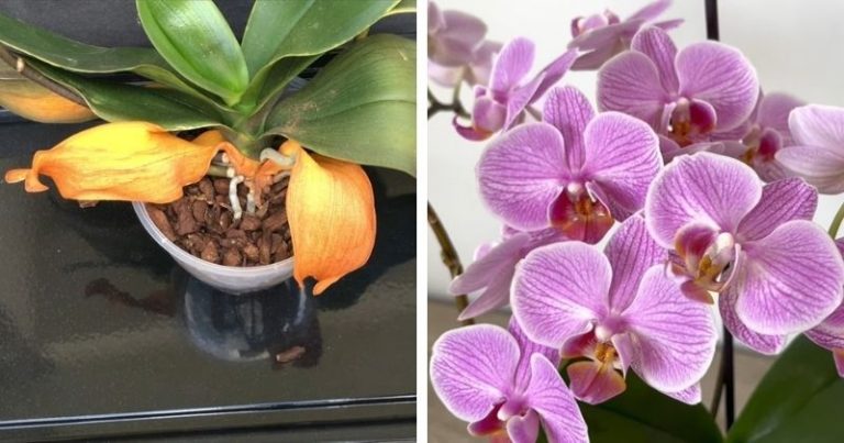 Orchidea už nekvitne a jej listy nadobudli žltú farbu? TAKTO JU ZACHRÁNITE