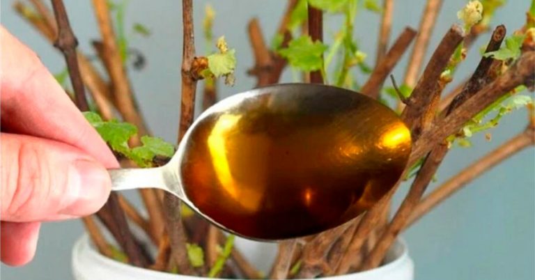 Tip: S týmto prírodným pomocníkom zakoreníte akúkoľvek rastlinu. Stačí vám čajová lyžička na liter vody