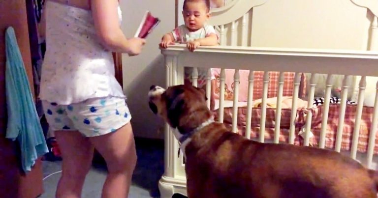 Rodičia prichytili psa, ako sa snaží rozhrýzť postieľku ich syna. Najskôr sa zľakli, potom však prišlo ešte väčšie prekvapenie