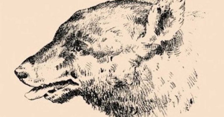 Na tomto obrázku je ukrytá mužská tvár. Nájdete ju?