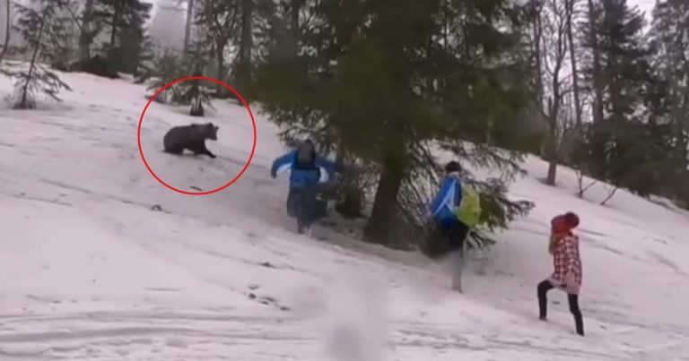Video: Rodina stretla vo Tatrách Medveďa. TAKTO SI HO NATOČILI
