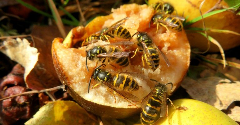 Ako sa zbaviť ôs v záhrade: Pomôžu vám tieto 2 rastliny. Už s nimi nikdy nebudete mať problém