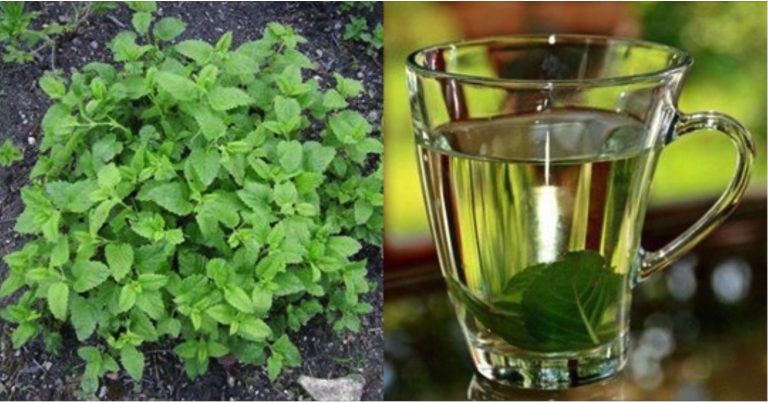 Viete, aké účinky má medovka? Nielenže pomáha zaspať, ale je aj veľa ďalších dôvodov, prečo tejto bylinke dať šancu