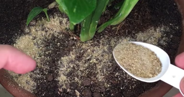 Tip: Najobľúbenejšie rastlinné hnojivo na Slovensku- zadarmo a efektívne