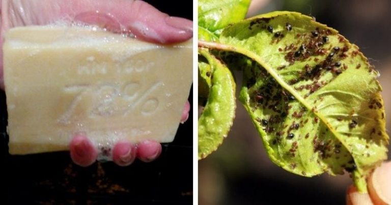 Mydlo na pranie používam v záhrade. TENTO NÁPAD mi závidia všetci