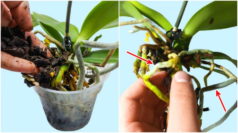 6 krokov, ktoré vám pomôžu oživiť orchideu – MOJA ORCHIDEJKA JE AKO NOVÁ