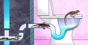 TIETO ZVIERATÁ VÁS môžu navštíviť doma cez vašu toaletu – vedeli ste o tom?