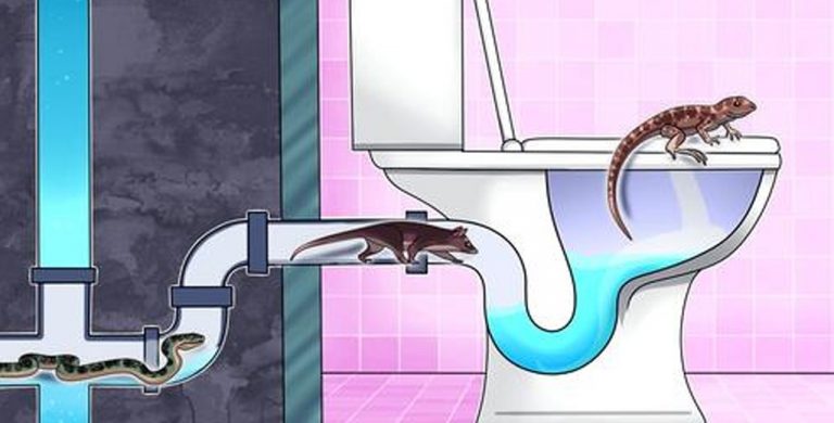 TIETO ZVIERATÁ VÁS môžu navštíviť doma cez vašu toaletu – vedeli ste o tom?