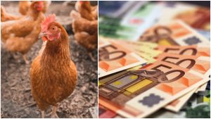 Odborníci tvrdia, že kuracie mäso bude také drahé ako hovädzie. CENA PÔJDE HORE