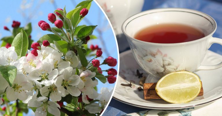 Recept: Pripravte si lahodný čaj z jabloňových kvetov – POMÔŽE VÁŠMU TELU A NIELEN TO
