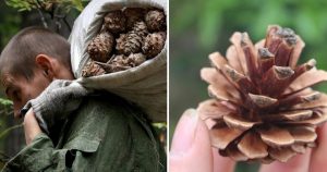 Moja suseda celoročne zbierala šišky. Keď sa celá ulica prišla pozrieť čo z toho vyrobila, chceli sme to aj my