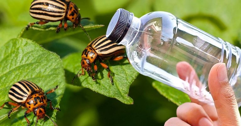 Takto VYHUBÍTE PÁSAVKU ZEMIAKOVÚ. Už sa nemusíte báť zničenej úrody