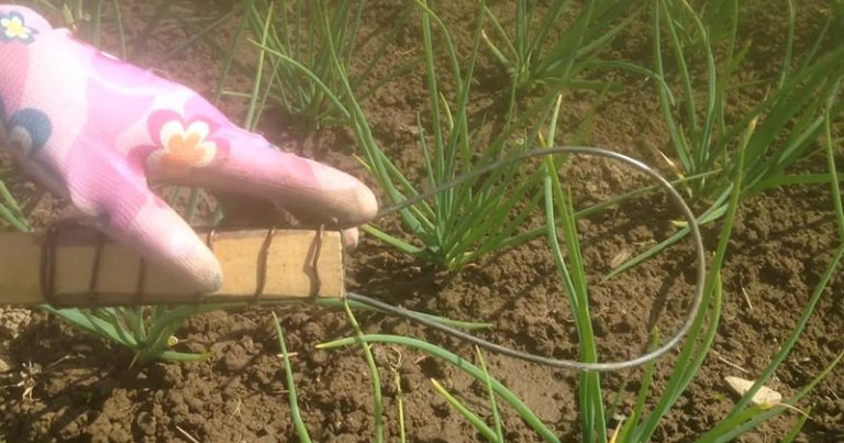 TENTO TRIK VÁM uľahčí odstraňovanie buriny a neškodí ovocným rastlinám