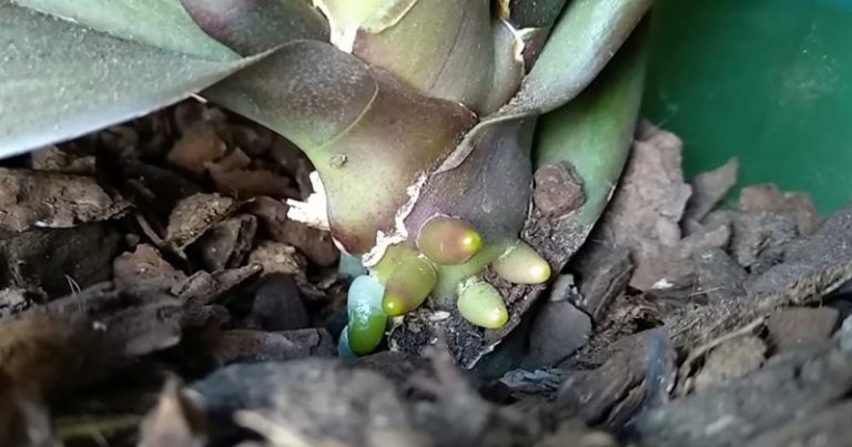 STAČÍ POUŽIŤ TOTO A korene orchideí budú rásť rýchlo a efektívne. Lacné hnojivo ocení nejeden milovník tejto rastliny