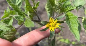 Toto hnojivo zachráni aj odpísané paradajky a uhorky. Začnú rásť a sú chránené pred škodcami