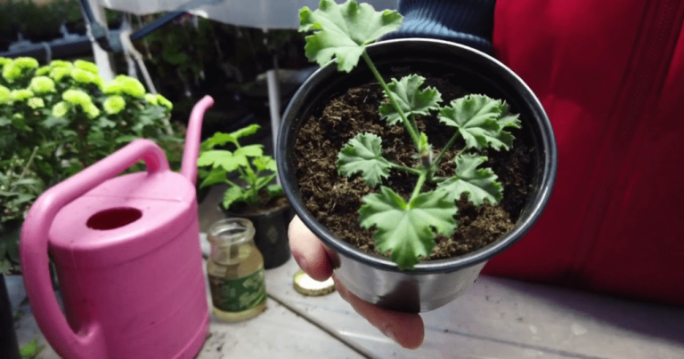 Skúsený kvetinár odhaľuje tajomstvo, ako si vypestovať krásne pelargónie. RIAĎTE SA TÝMTO, ODKAZUJE