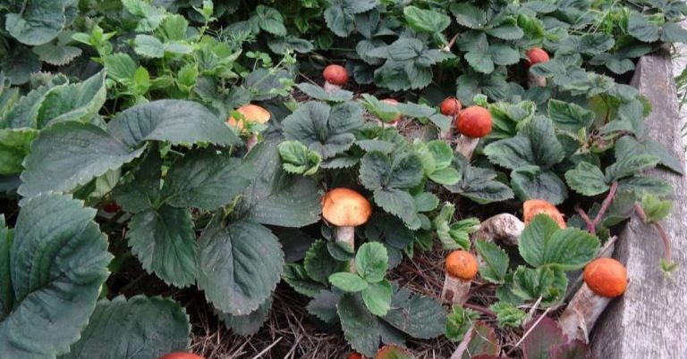 VĎAKA TOMUTO TRIKU, som si doma vypestovala huby. Neverila som, aké to je ľahké