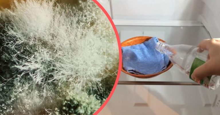 Pleseň v chladničke je naozaj nebezpečná. Prečo sa robí? A AKO SA JEJ ZBAVIŤ NADOBRO?