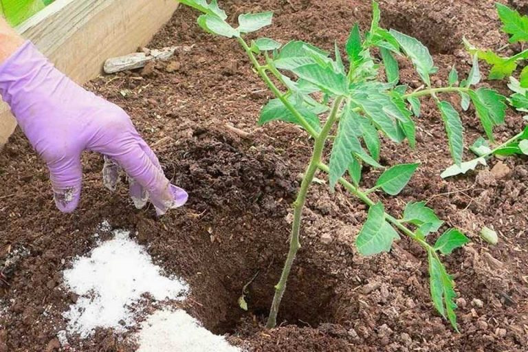 Toto je dôvod, prečo je v záhrade tak potrebná múka. TU JE NÁVOD, AKO NA TO