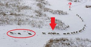 Tieto fotografie vlčej svorky obleteli celý svet. Je za nimi niečo tajomné…
