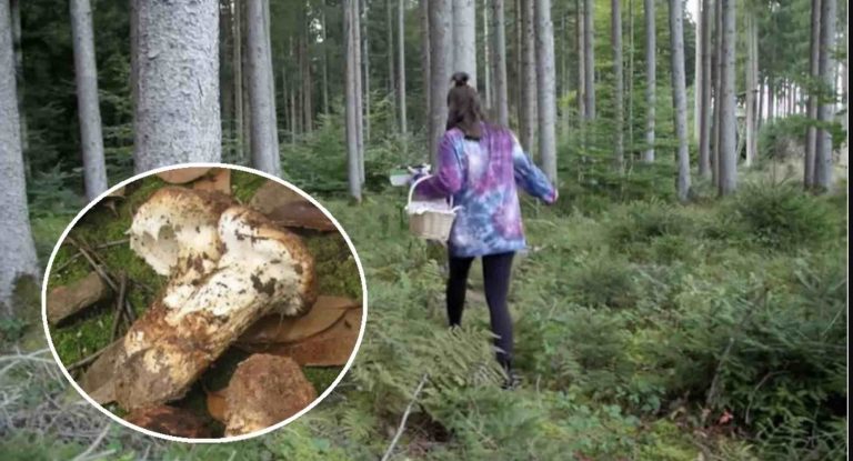 PRI NAŠICH hraniciach našli huby, ktorých kilogram má hodnotu okolo 2 000 €. Ľudia ich hľadajú po celom lese