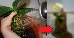 Presádzanie orchidei nezvyčajným spôsobom, po ktorom vám hneď rozkvitne. Keď to uvideli moji známi, zalapali po dychu!
