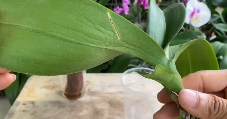 Rýchly spôsob, ako oživiť slabú orchideu. Ani absencia korienkov nebude prekážkou