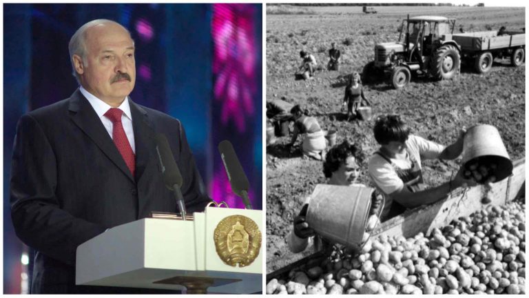 Lukašenko chce zaviesť zemiakové brigády! „POMÔŽU MLADÝM ĽUĎOM“ ODKAZUJE