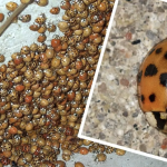 Snímka obrazovky 2022-11-01 o 10.17.32