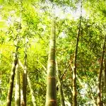 pexels-iconcom-216612_sirka