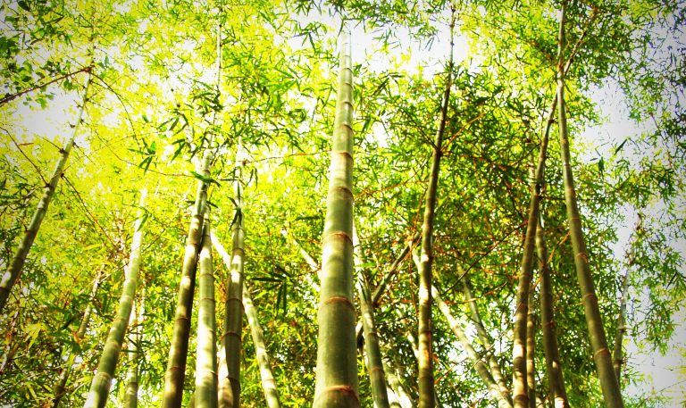 Čo ponúka bambusové vlákno? Ručníky z bambusu dýchajú, sú maximálne savé aj hebké