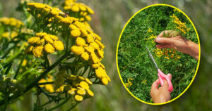 Táto rastlina dokáže zázraky. Keď ju uvidíte na prechádzke, vezmite si domov kvety