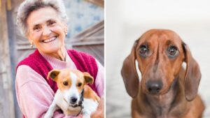 Tieto plemená psov sú najlepšie pre dôchodcov. Perfektne sa im prispôsobia a sú nenáročné