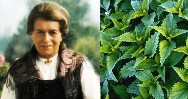 „Keby ľudstvo poznalo jej liečivú silu, nepestovalo by nič iné ako žihľavu.“ – Maria Treben