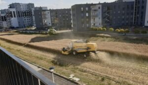 Farmár zbiera úrodu medzi panelákmi pretože odmietol svoju pôdu predať developerom