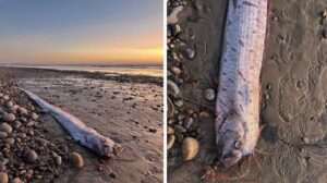 Zlé znamenie pre ľudstvo: na pláži objavená „ryba súdneho dňa“