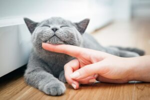 Mačky naozaj ochraňujú dom pred zlými duchmi a negatívnou energiou! A tu je dôvod prečo…