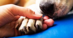 Veterinár vysvetľuje, čo robia a cítia domáce zvieratá pred smrťou, a apeluje na majiteľov