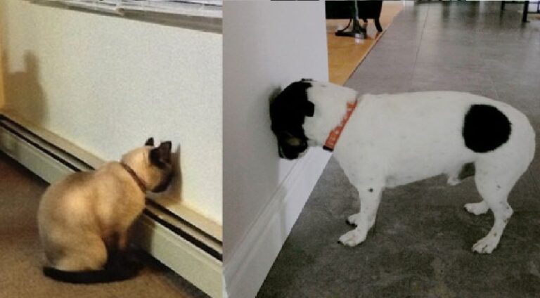 Príde váš domáci miláčik k stene a robí toto? OKAMŽITE ho zoberte k veterinárovi.